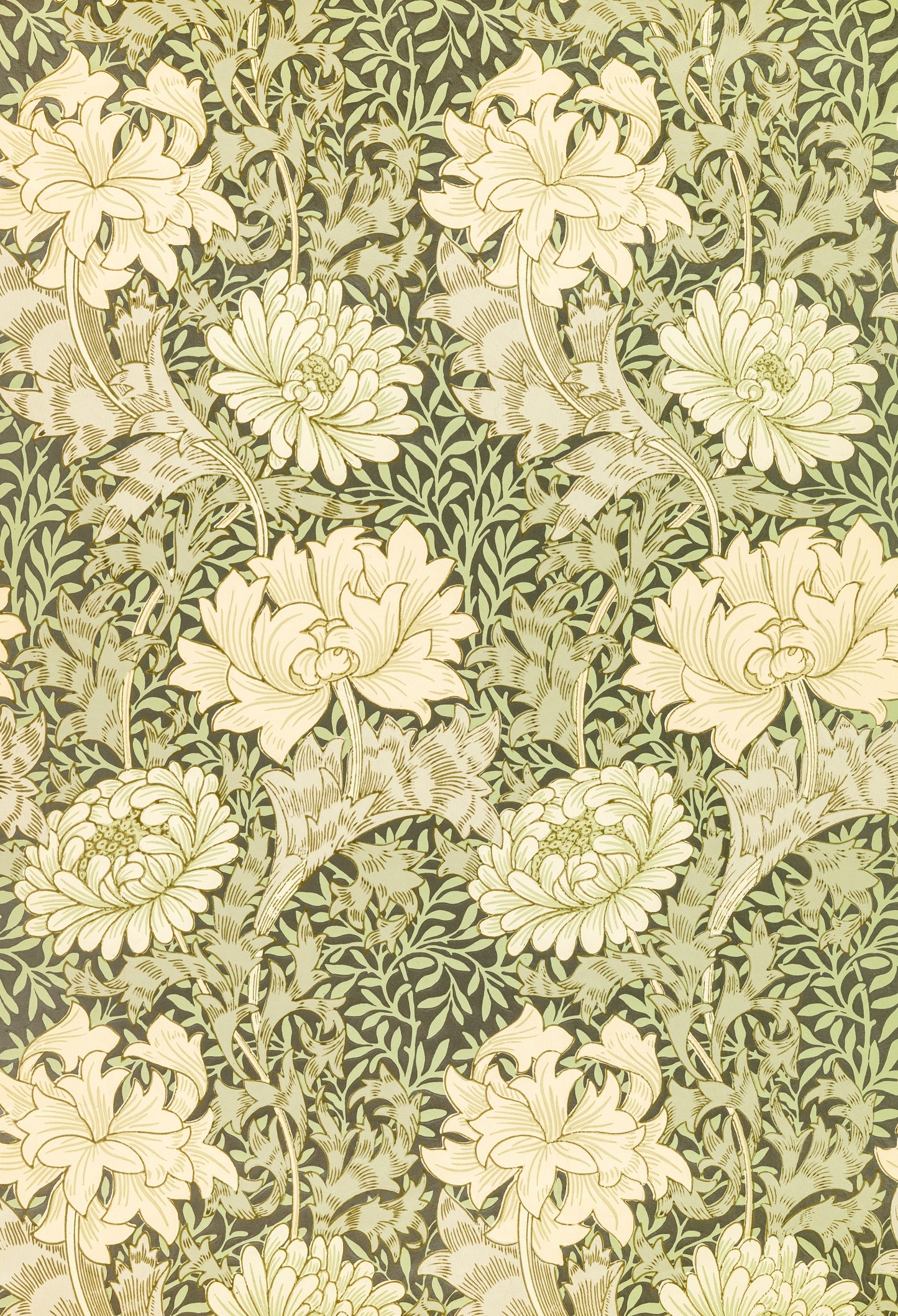 Chrysanthemum by William Morris